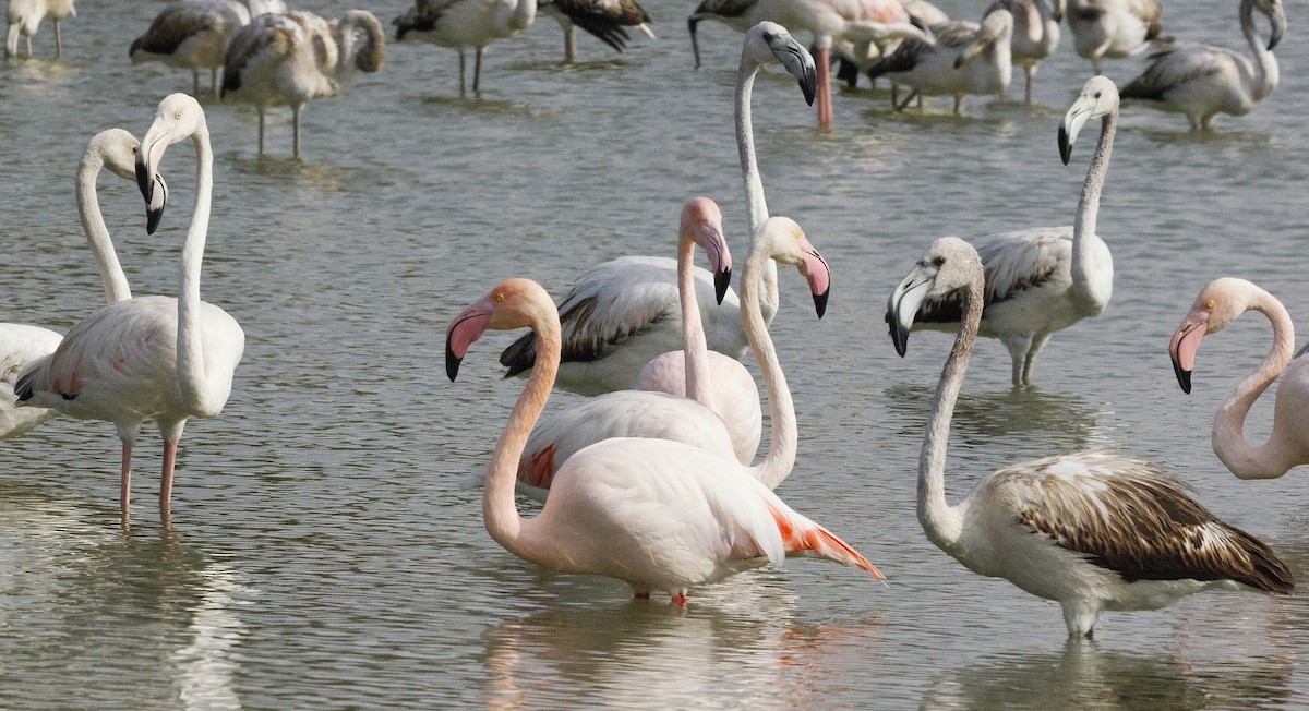 Greater Flamingo - ML643691136