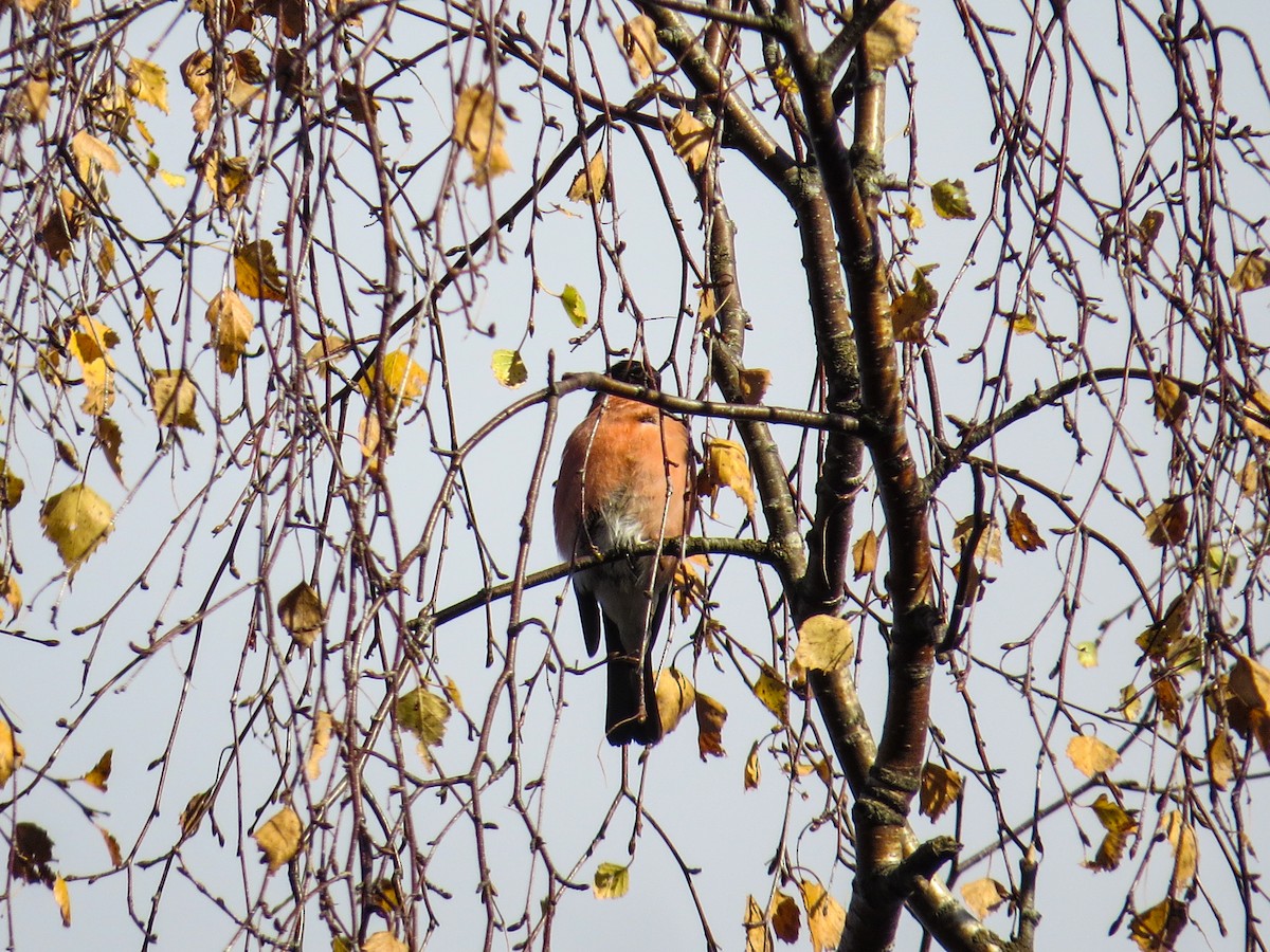 Eurasian Bullfinch - ML643691139