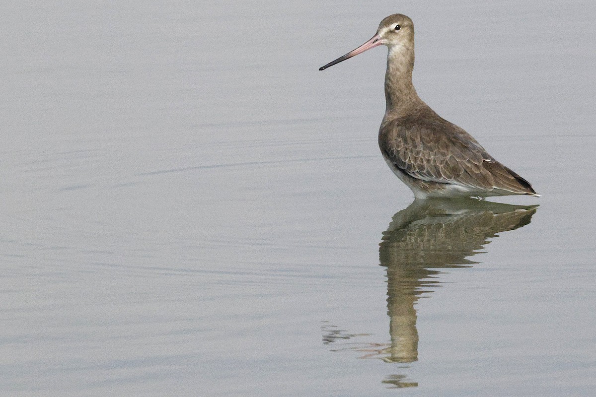 Black-tailed Godwit - ML643691140