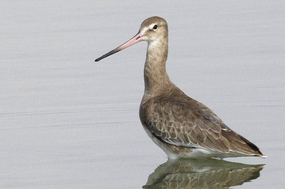 Black-tailed Godwit - ML643691142