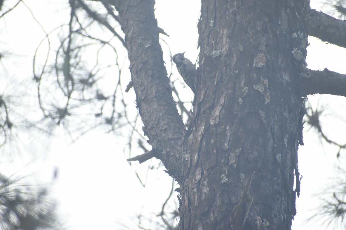 Коронованный дятел - ML643691144