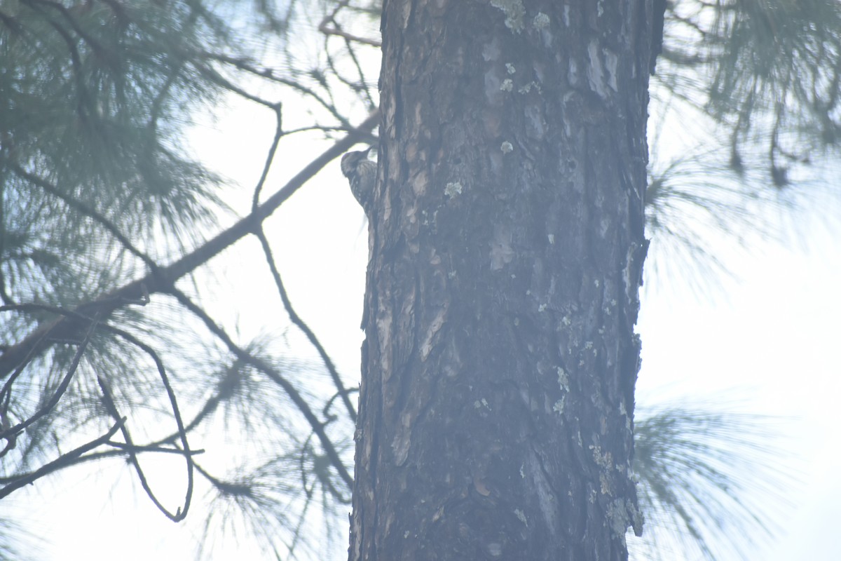 Коронованный дятел - ML643691145