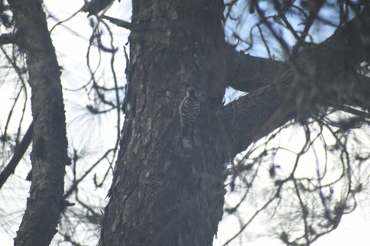 Коронованный дятел - ML643691146