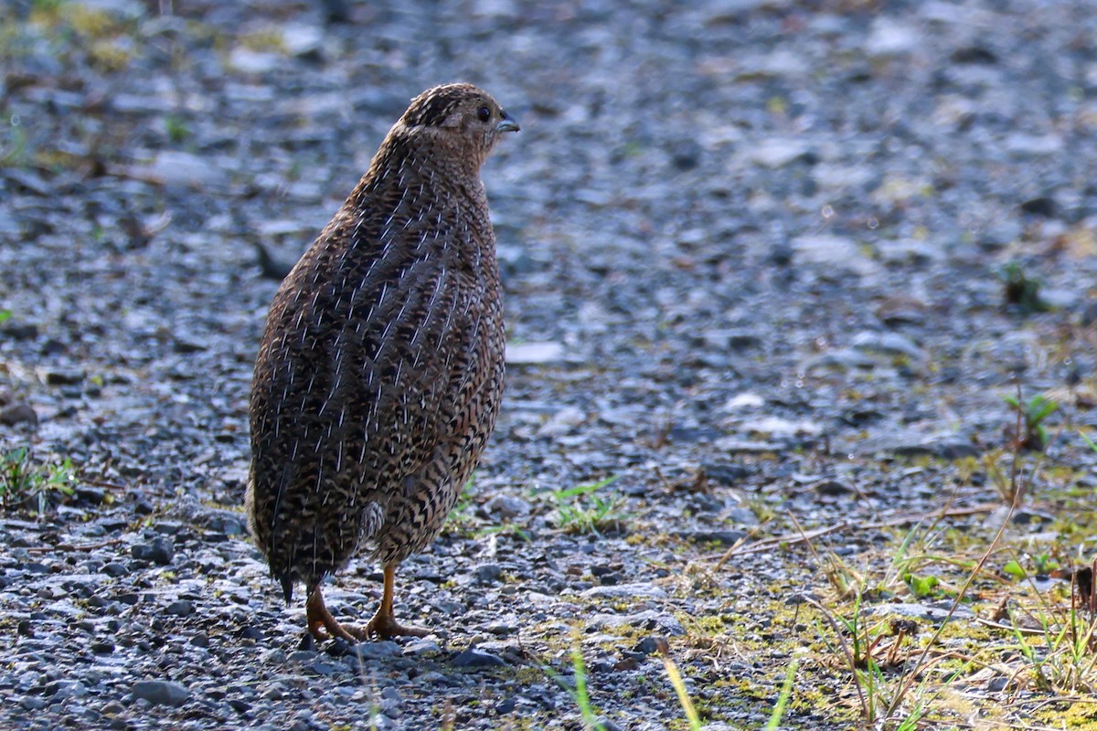 Brown Quail - ML643691158