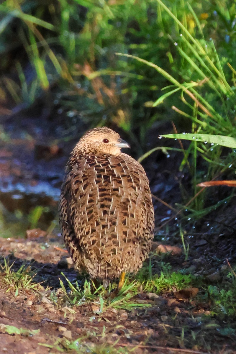 Brown Quail - ML643691159
