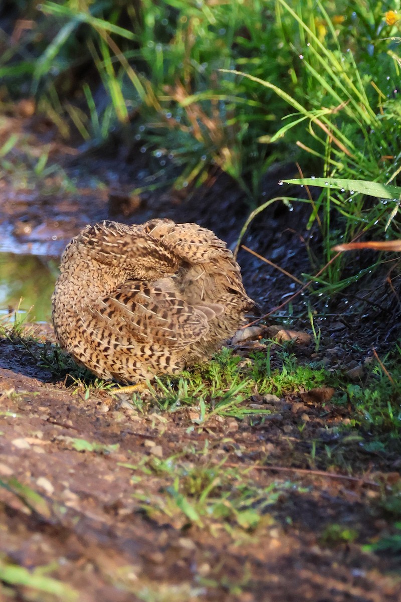 Brown Quail - ML643691160