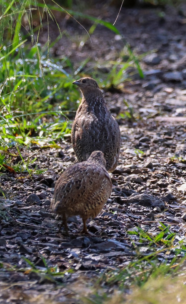 Brown Quail - ML643691161
