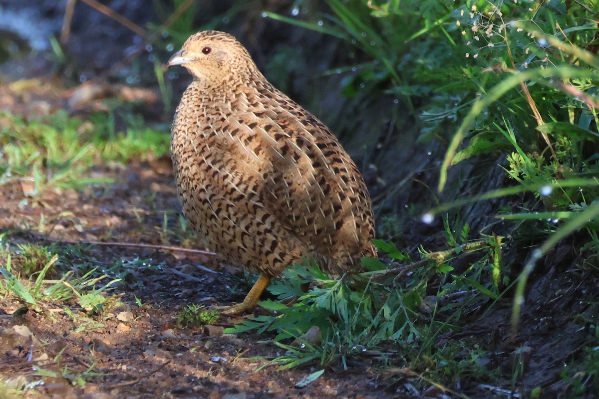Brown Quail - ML643691162