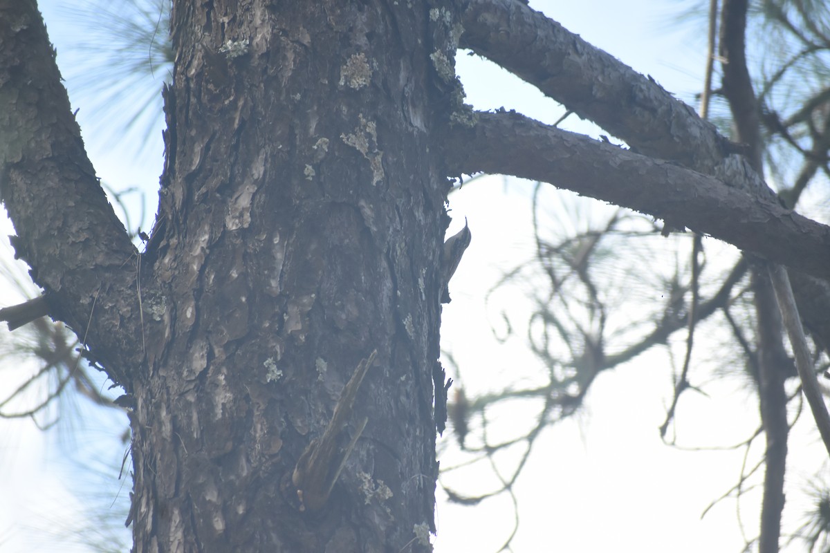 Bar-tailed Treecreeper - ML643691163