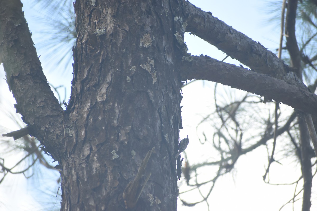 Bar-tailed Treecreeper - ML643691164