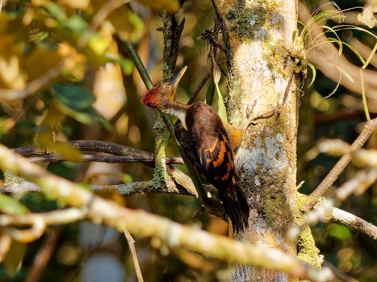 Orange-backed Woodpecker - ML643691165