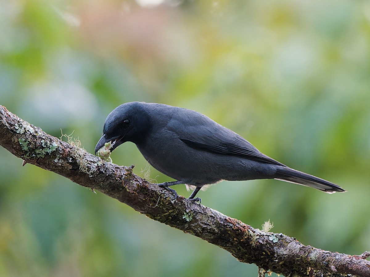 Sunda Cuckooshrike - ML643691166
