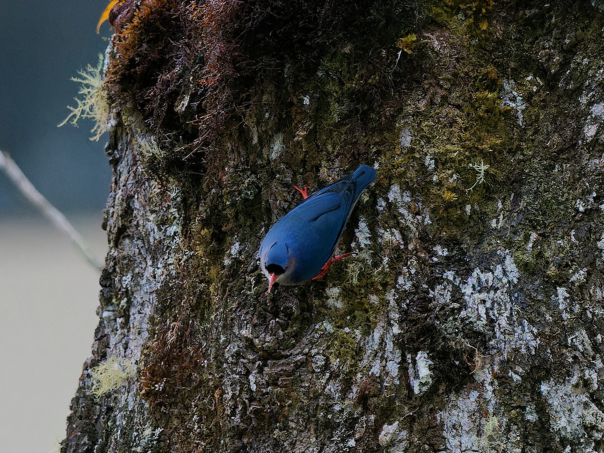 Velvet-fronted Nuthatch - ML643691167