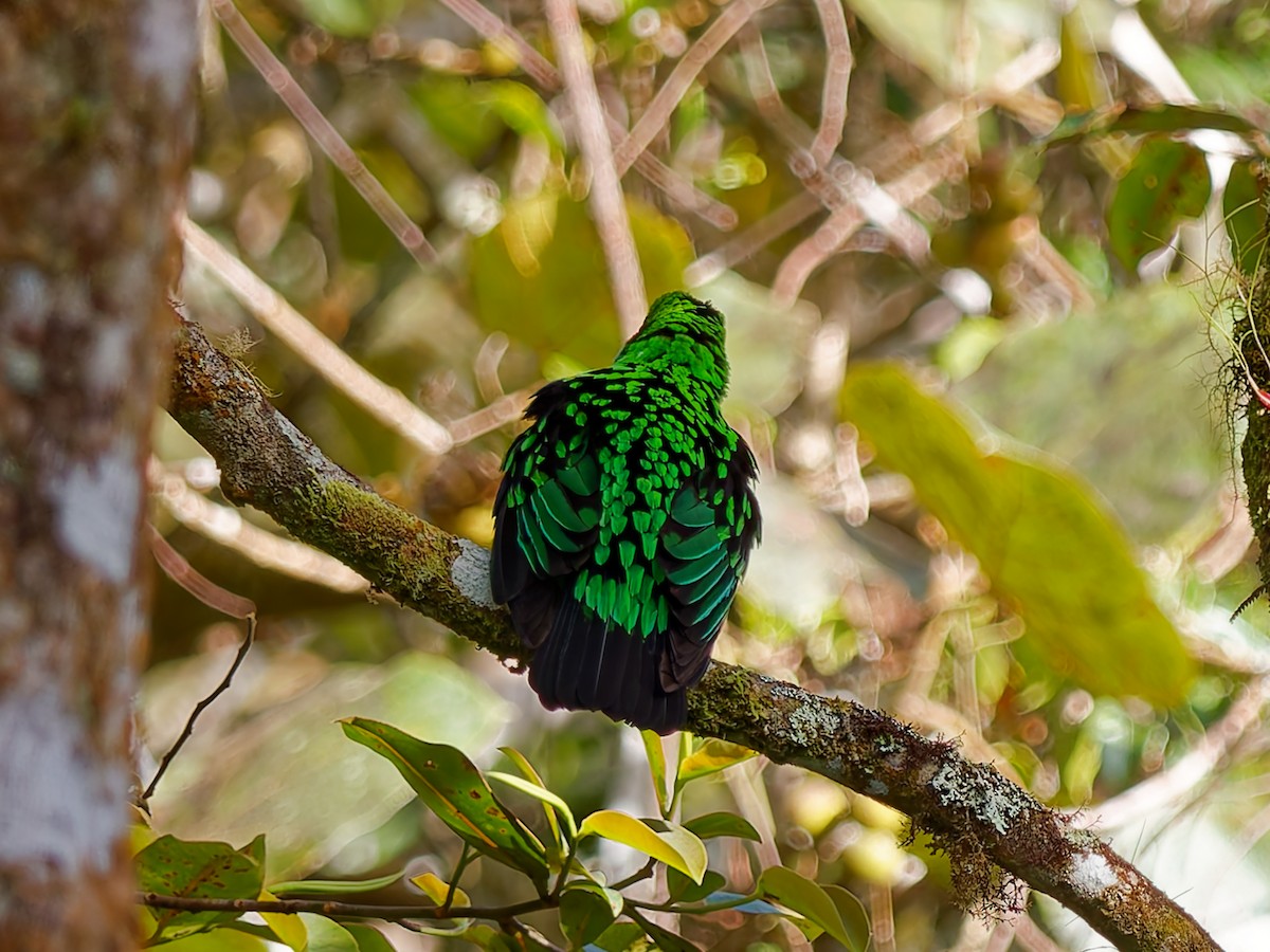 Whitehead's Broadbill - ML643691170