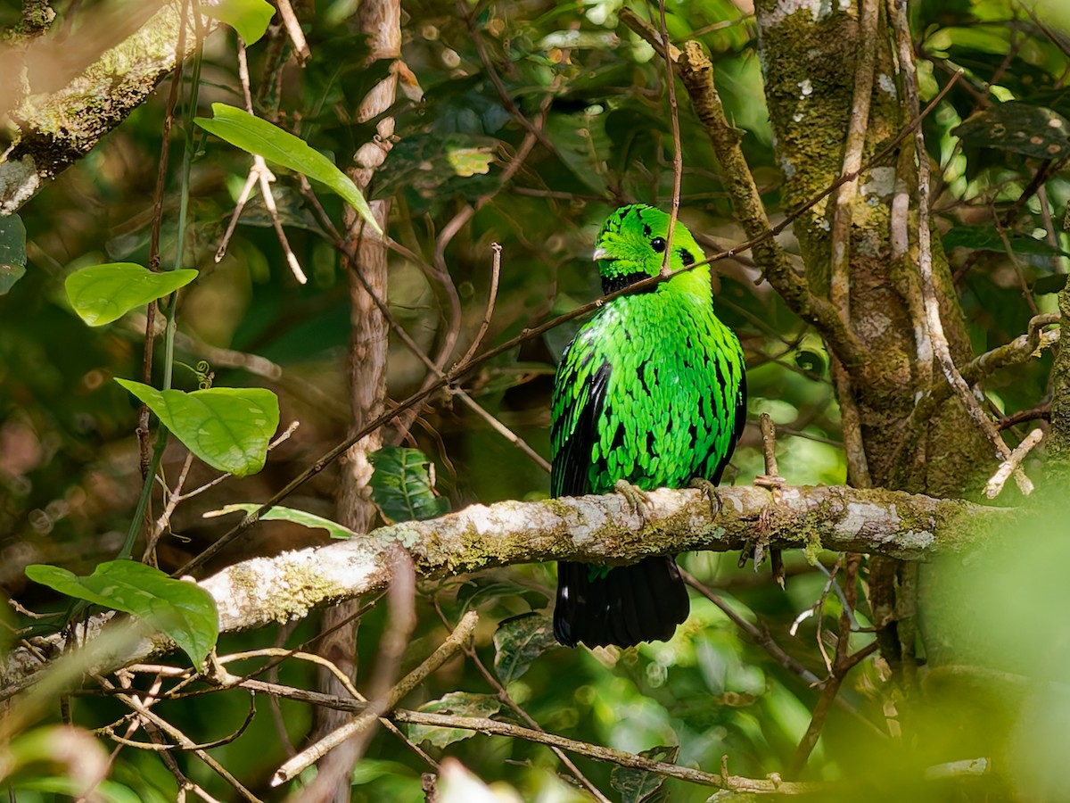 Whitehead's Broadbill - ML643691172