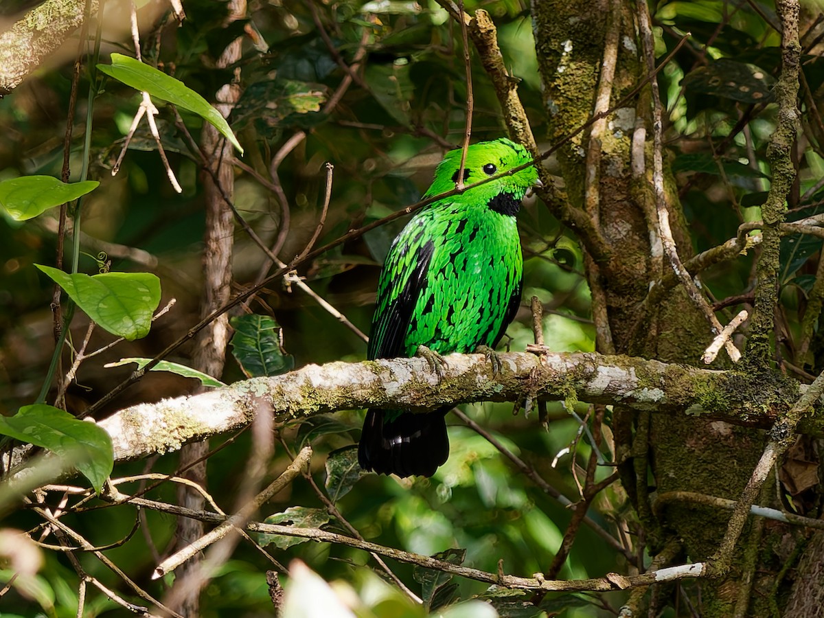 Whitehead's Broadbill - ML643691173