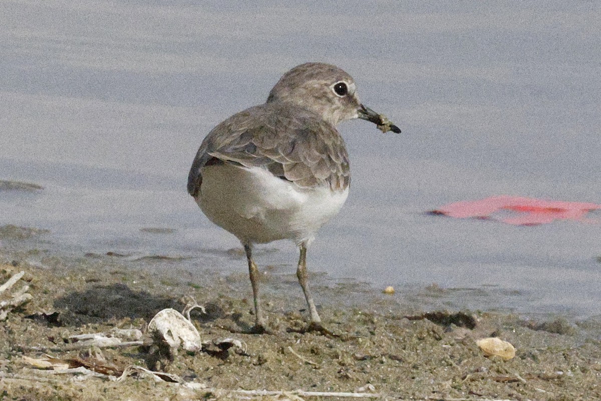 Temminck's Stint - ML643691179