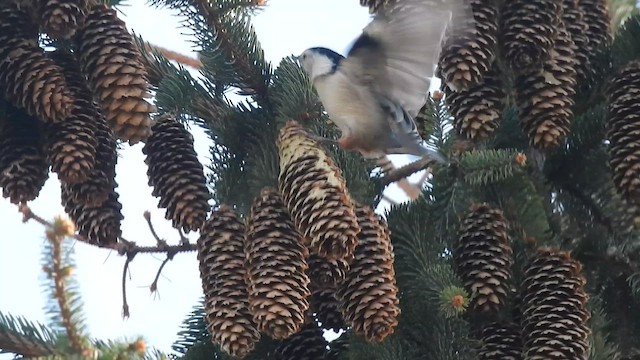 White-breasted Nuthatch - ML643691180