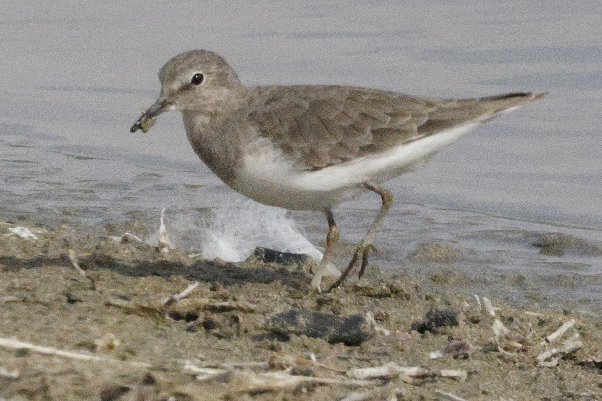 Temminck's Stint - ML643691182