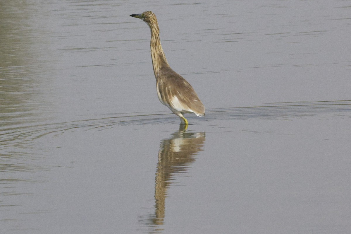 Squacco Heron - ML643691187