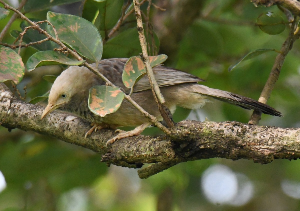 Yellow-billed Babbler - ML643691188