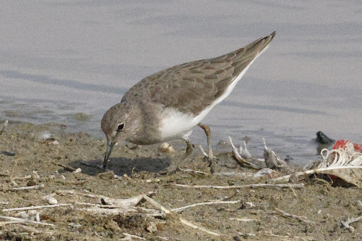 Temminck's Stint - ML643691189