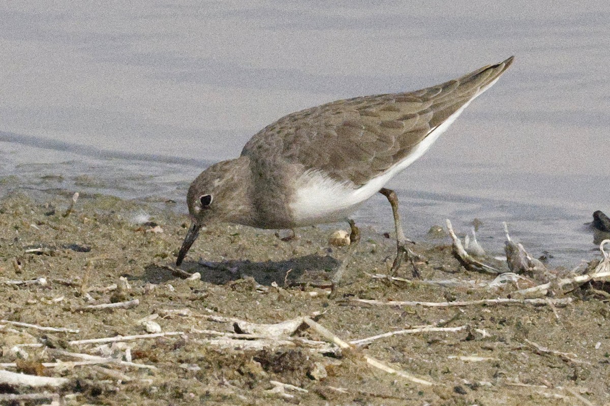 Temminck's Stint - ML643691191