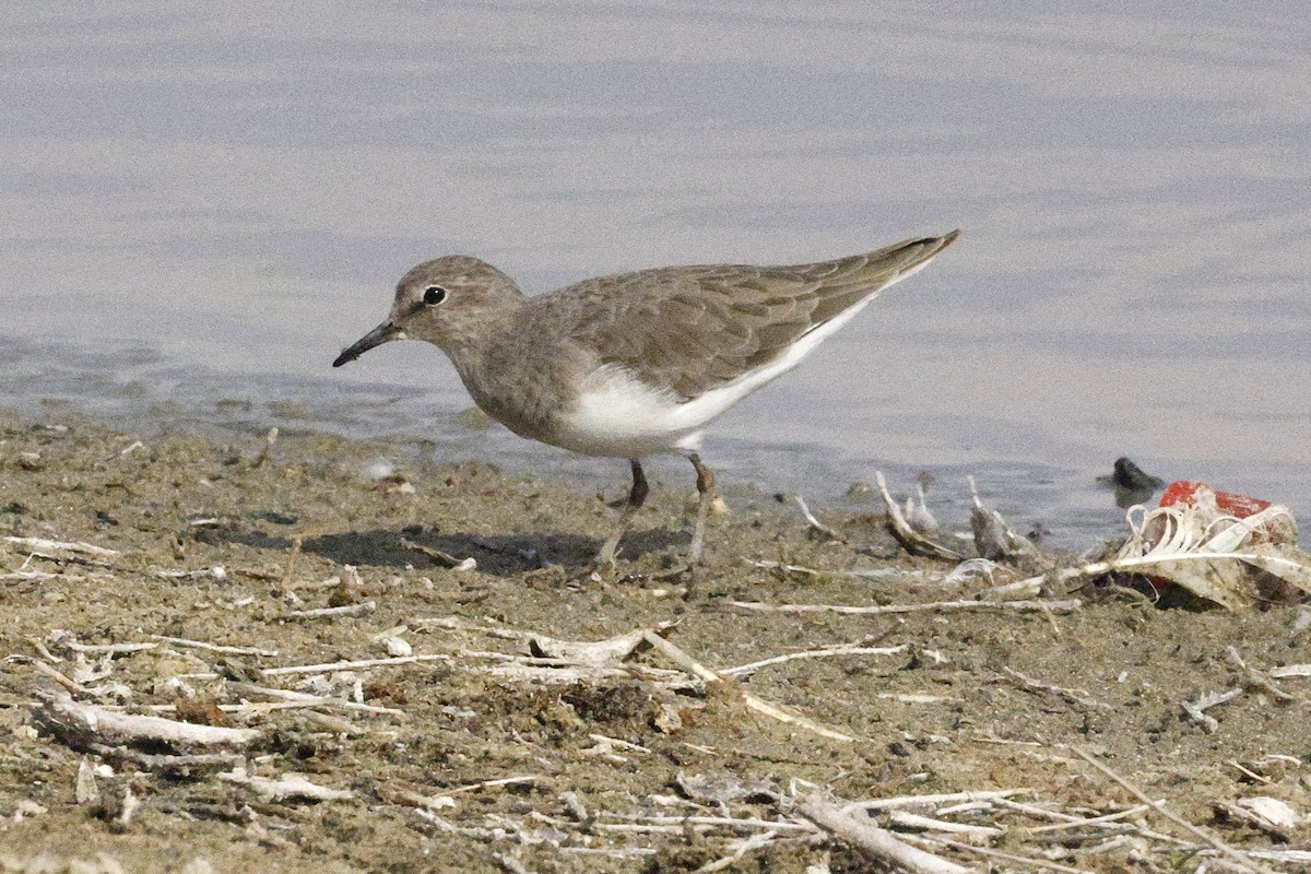Temminck's Stint - ML643691197