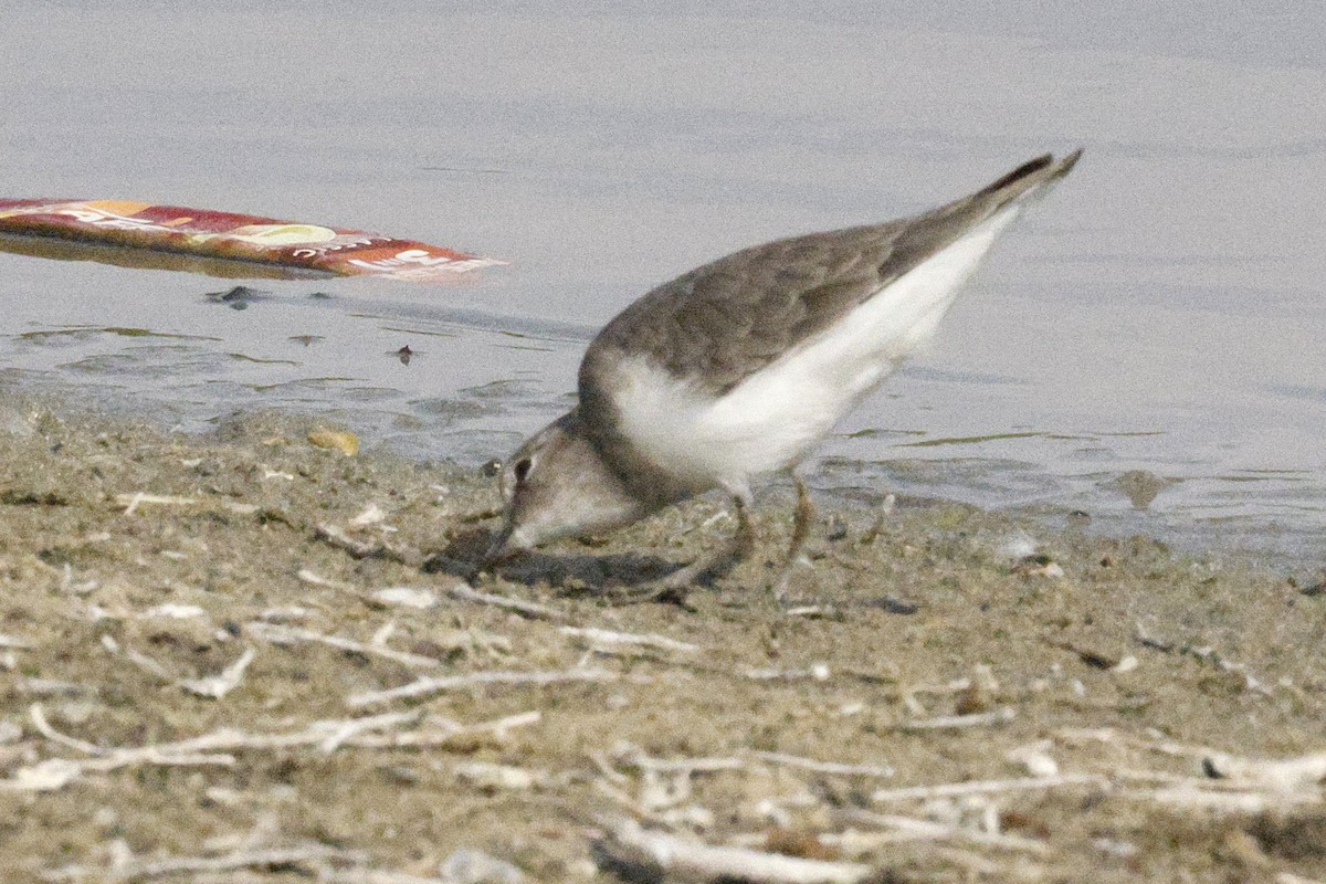 Temminck's Stint - ML643691202