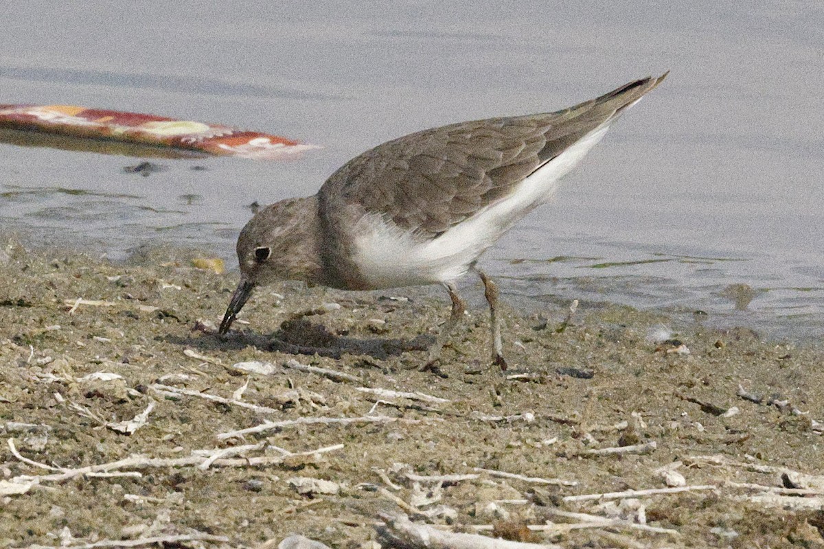 Temminck's Stint - ML643691203