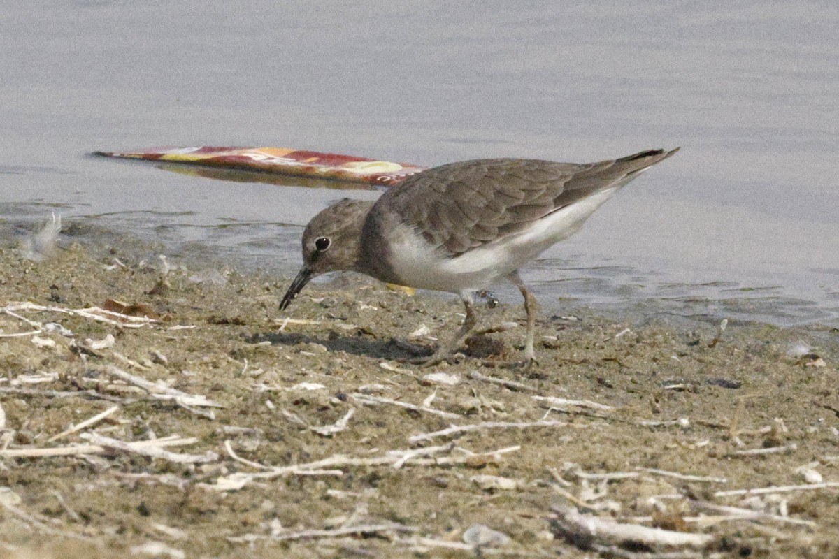 Temminck's Stint - ML643691206