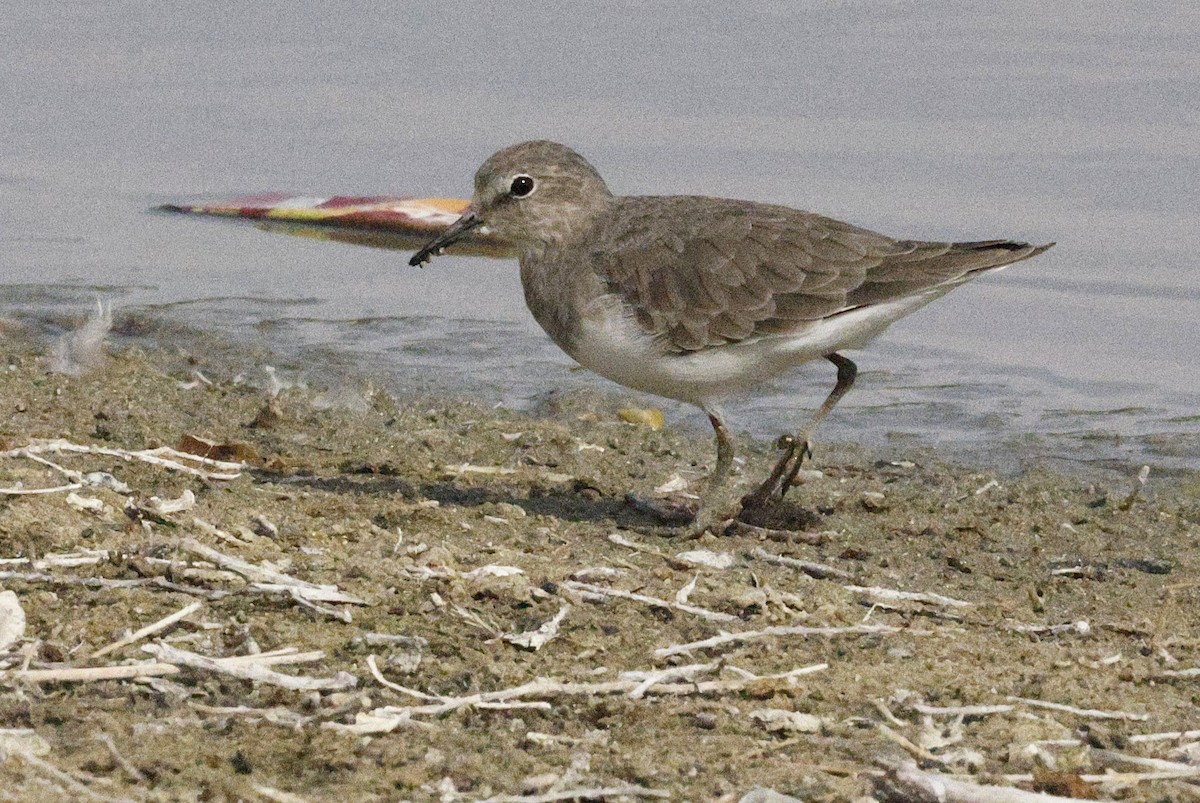 Temminck's Stint - ML643691207
