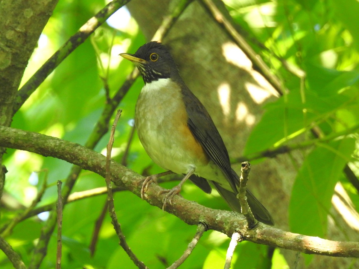 White-necked Thrush - ML643691208