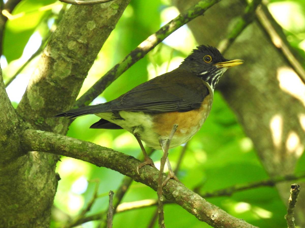 White-necked Thrush - ML643691209