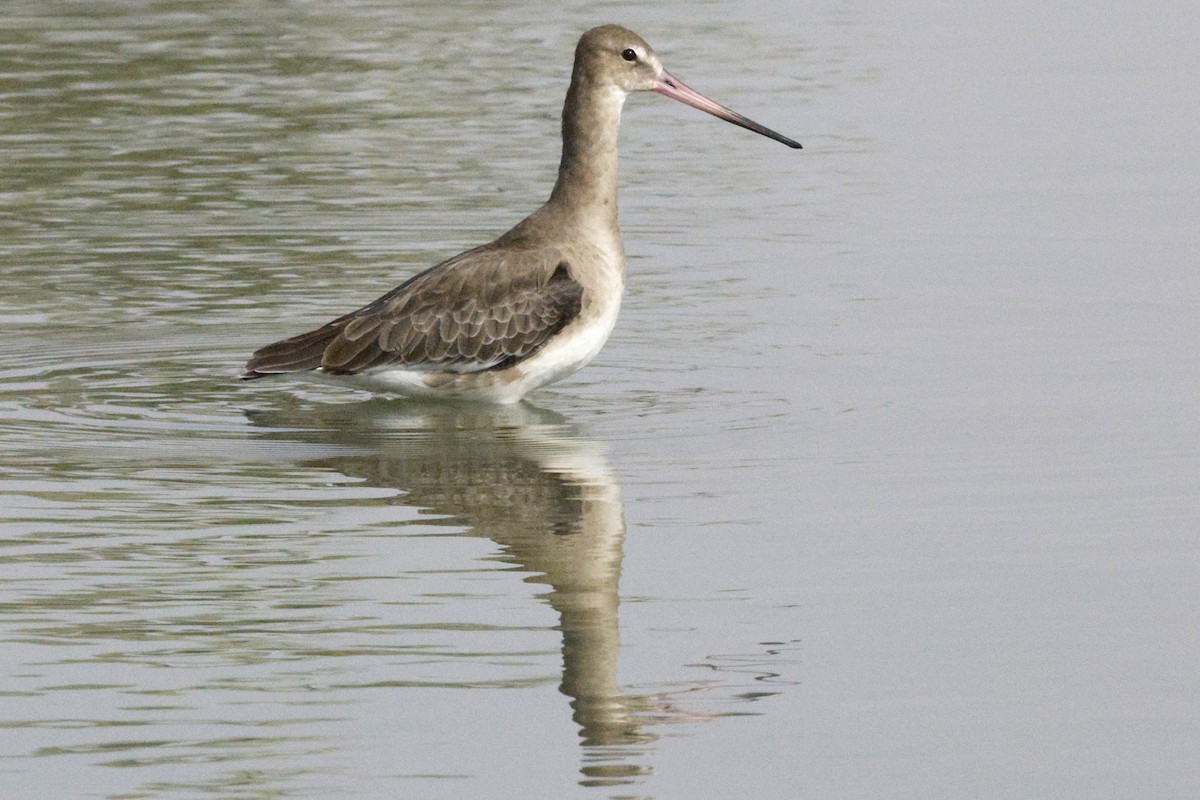Black-tailed Godwit - ML643691223