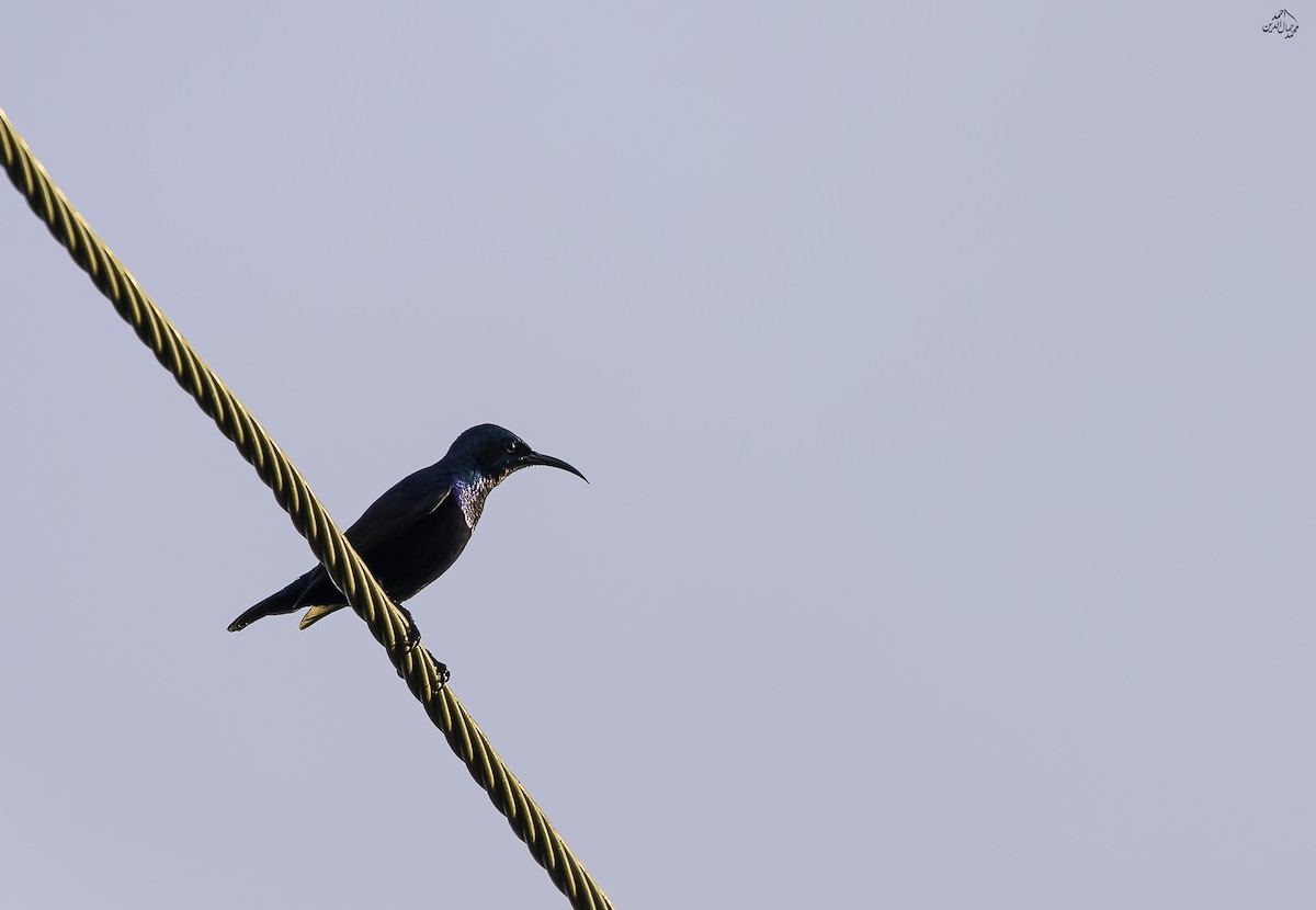 Purple Sunbird - ML643691224