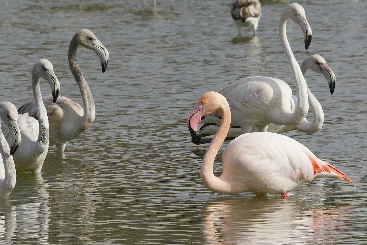 Greater Flamingo - ML643691228