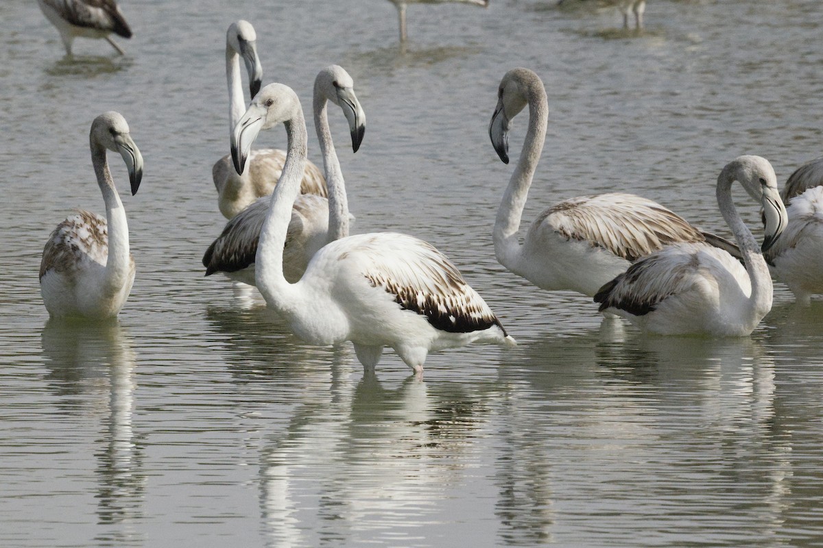 Greater Flamingo - ML643691234
