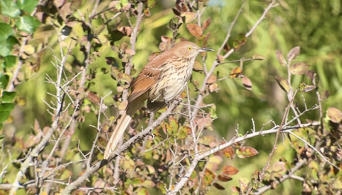Brown Thrasher - ML643691240
