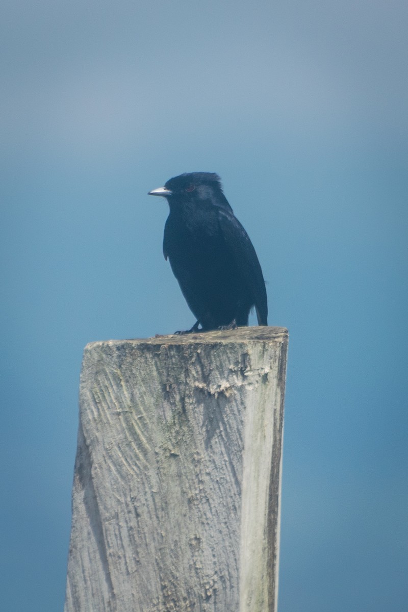 Velvety Black-Tyrant - ML643691250