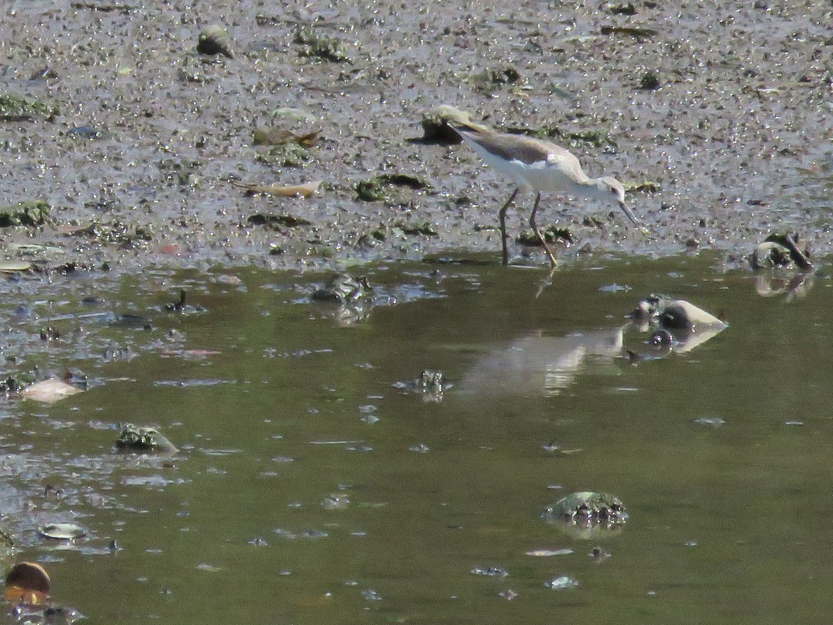 Marsh Sandpiper - ML643691269