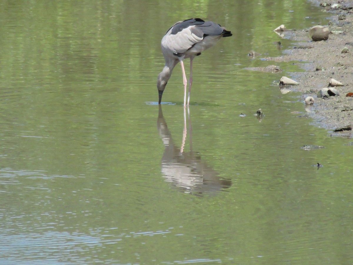 Asian Openbill - ML643691282