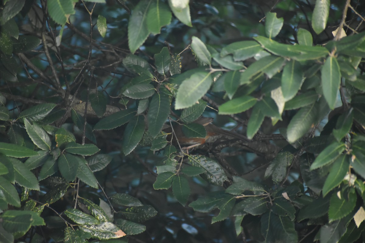 Rusty-cheeked Scimitar-Babbler - ML643691286