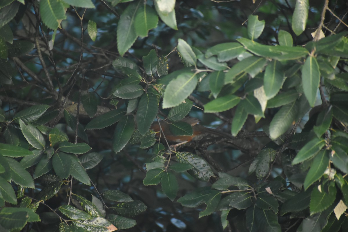Rusty-cheeked Scimitar-Babbler - ML643691287