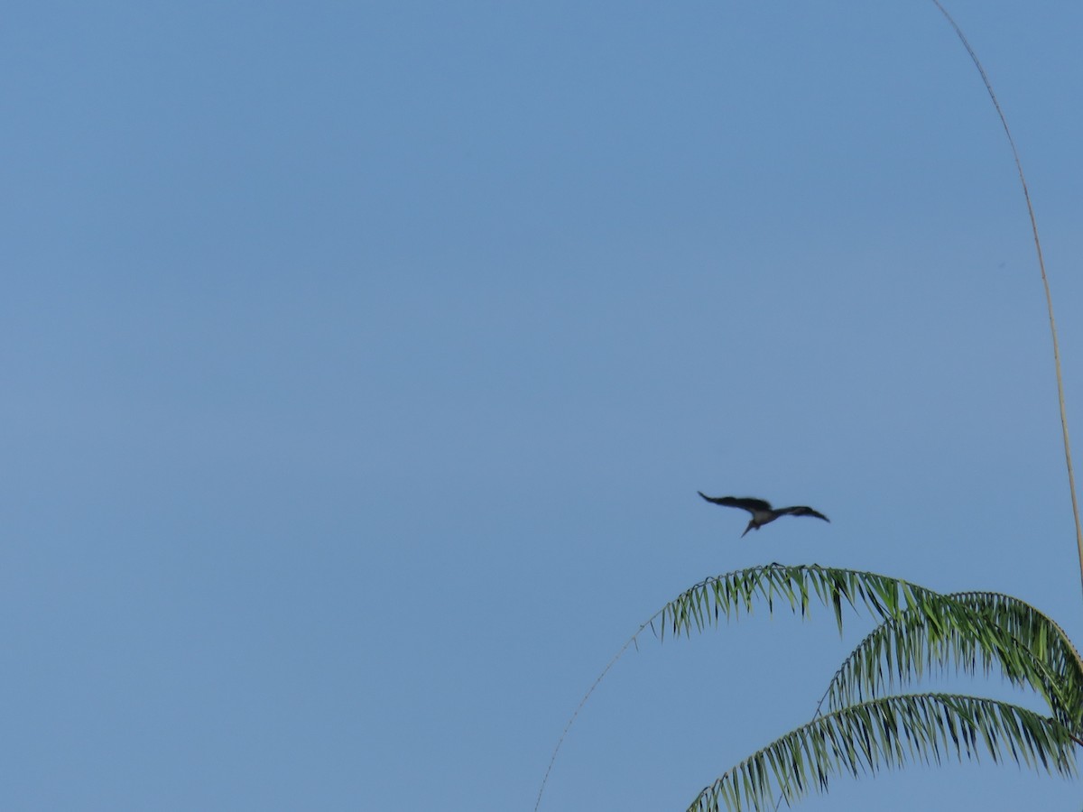 Lesser Adjutant - ML643691288