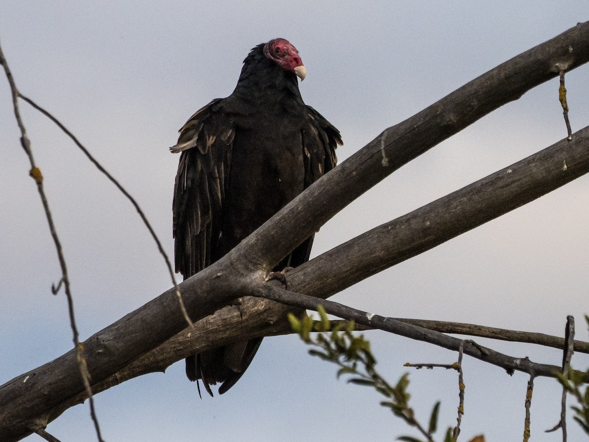 Turkey Vulture - ML643691299