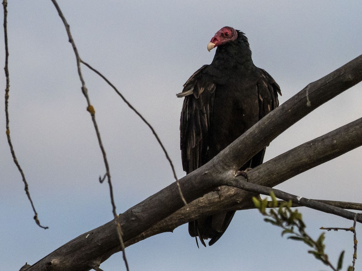 Turkey Vulture - ML643691300