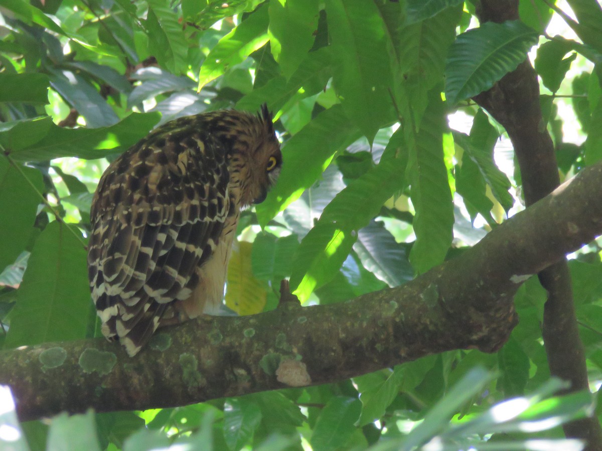 Buffy Fish-Owl - ML643691301