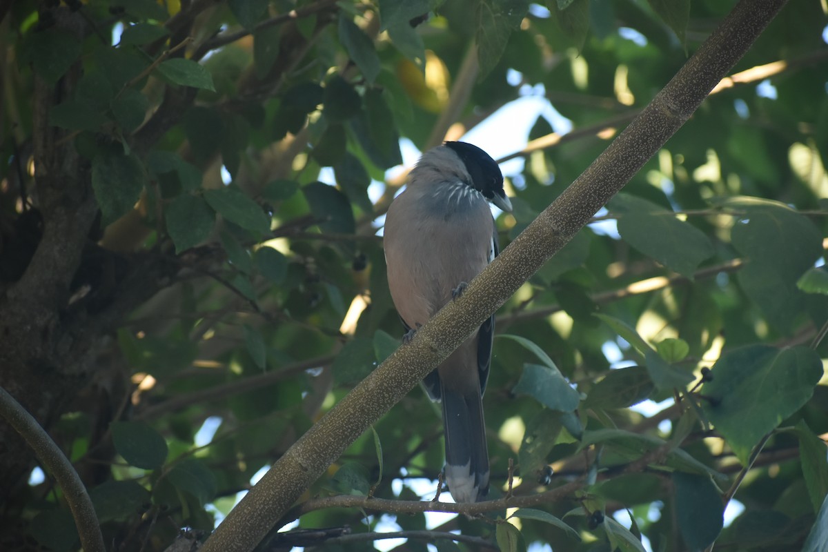 Black-headed Jay - ML643691317