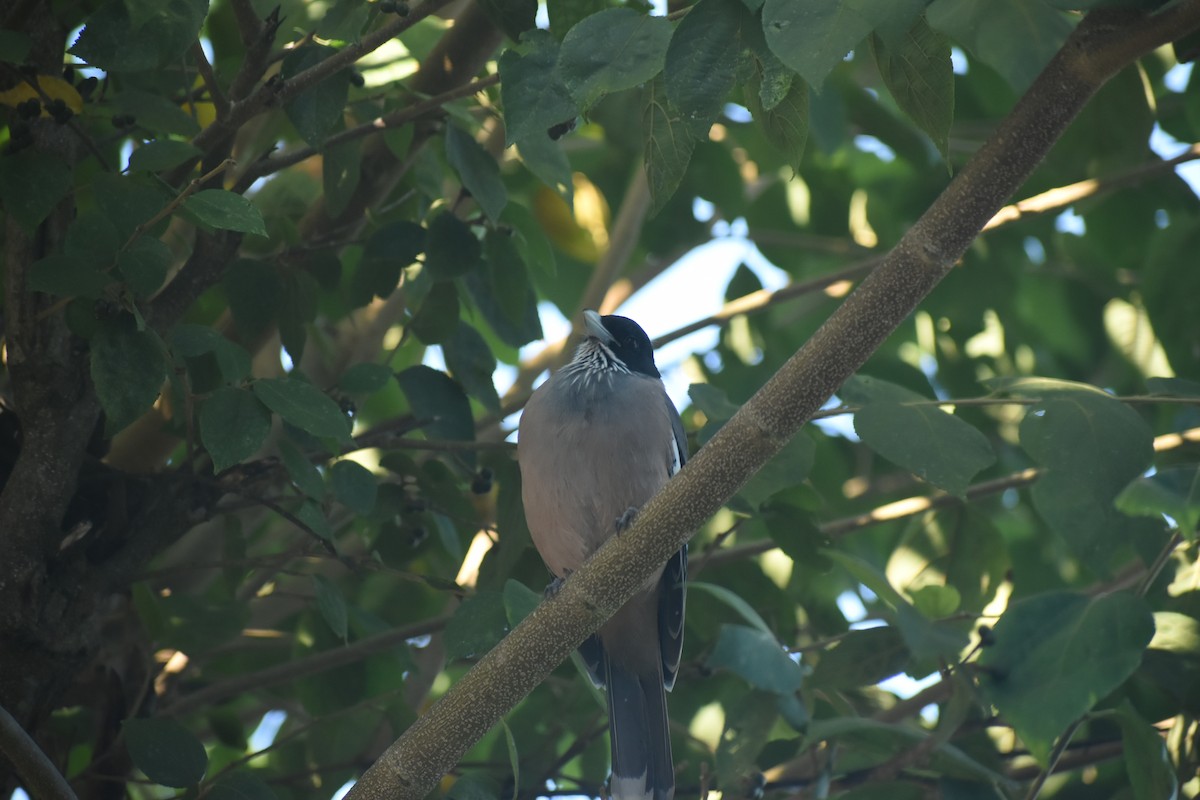 Black-headed Jay - ML643691318
